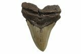 Fossil Megalodon Tooth - North Carolina #245894-1